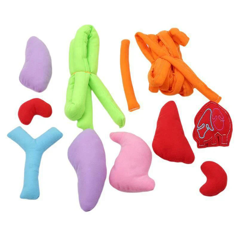 Förkläde – Lär dig om människokroppen genom lek