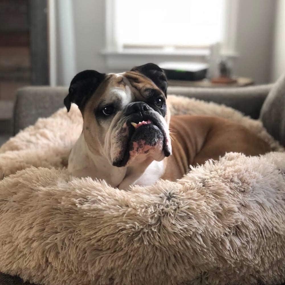 Ortopedisk Plush Donut Hundsäng