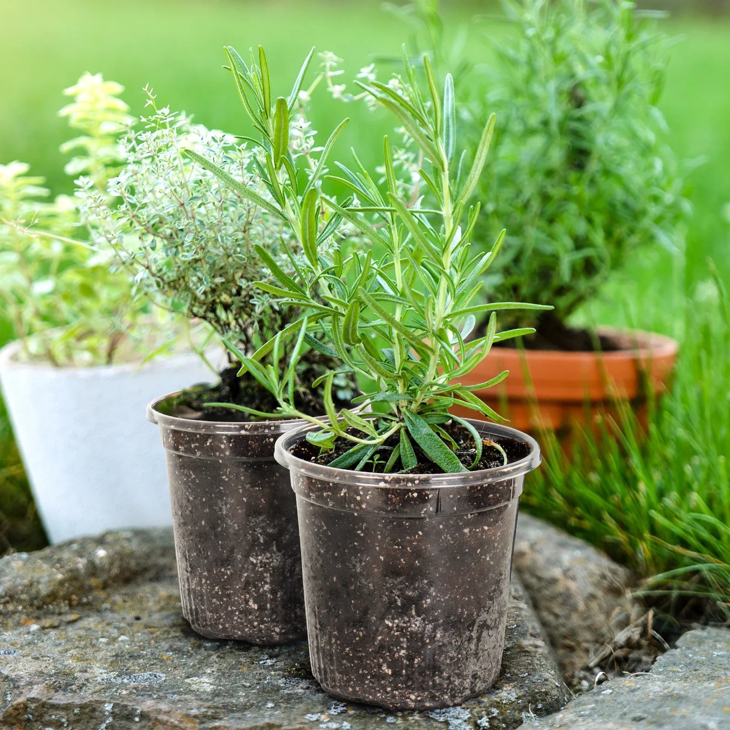 Carvallo TransparaGrow | 10-pack | 1 gallon (ca. 3,8 L) | Transparent & Förstärkt | Med dräneringshål | Ø 17 cm