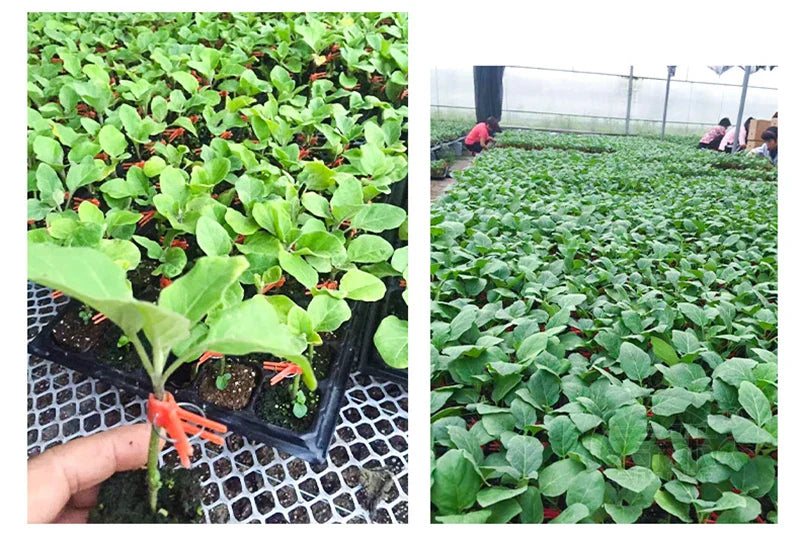 Plastmaterial Förädlingsklipp för trädgårdsväxter - Ideal för grönsaker och växtvård