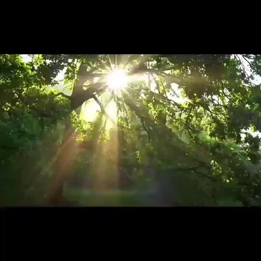 Smart fågelmatare med 2k kamera