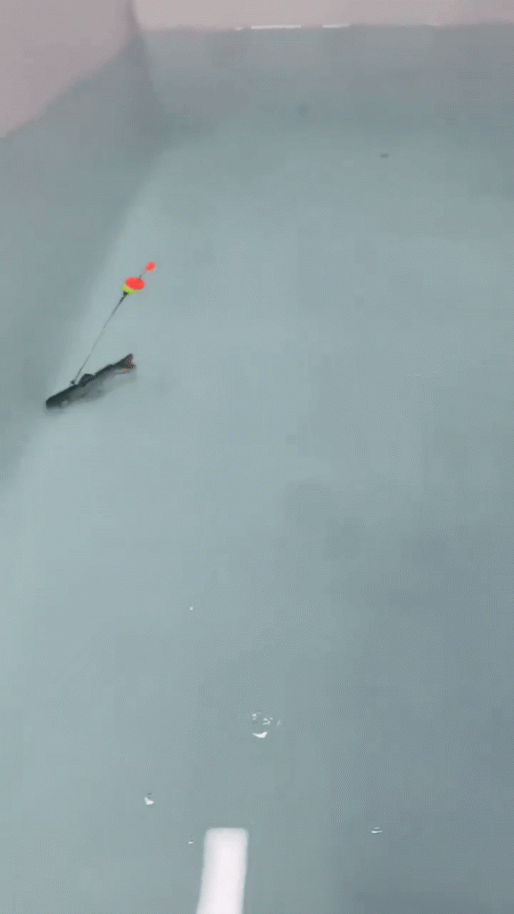 Carvallo – Den AI-beten för din nästa rekordfångst!