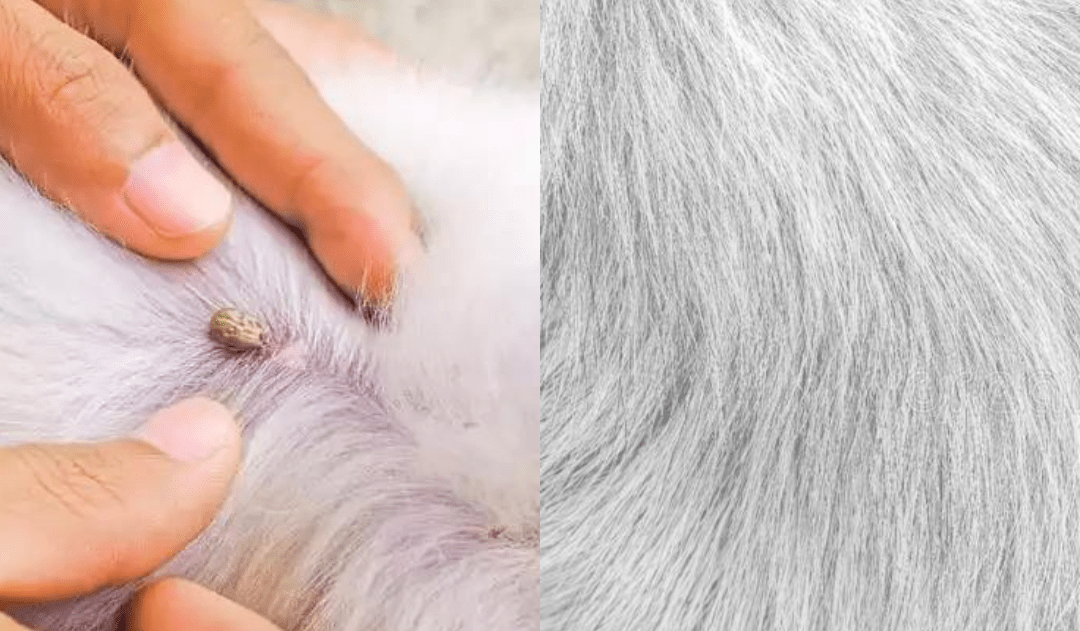 FLASHIELD – Anti-loppor och fästinghalsband för hundar och katter med naturligt skydd