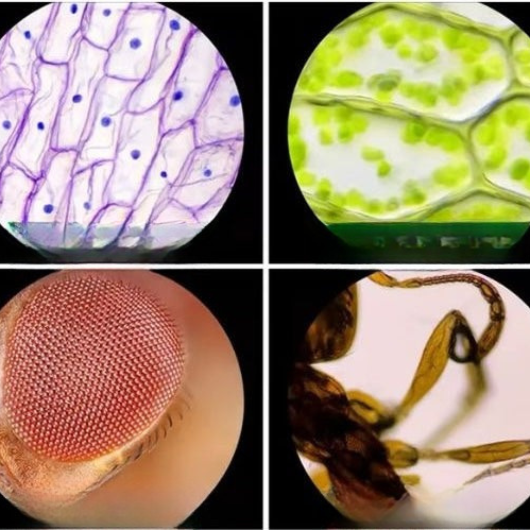 Barns Bärbar LED Fickmikroskop Leksak