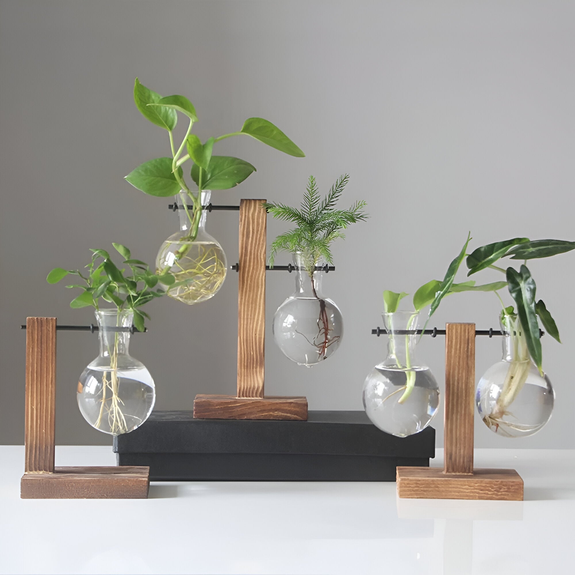 GlassHaven Vase – Hydroponiskt glasbehållare med trästativ