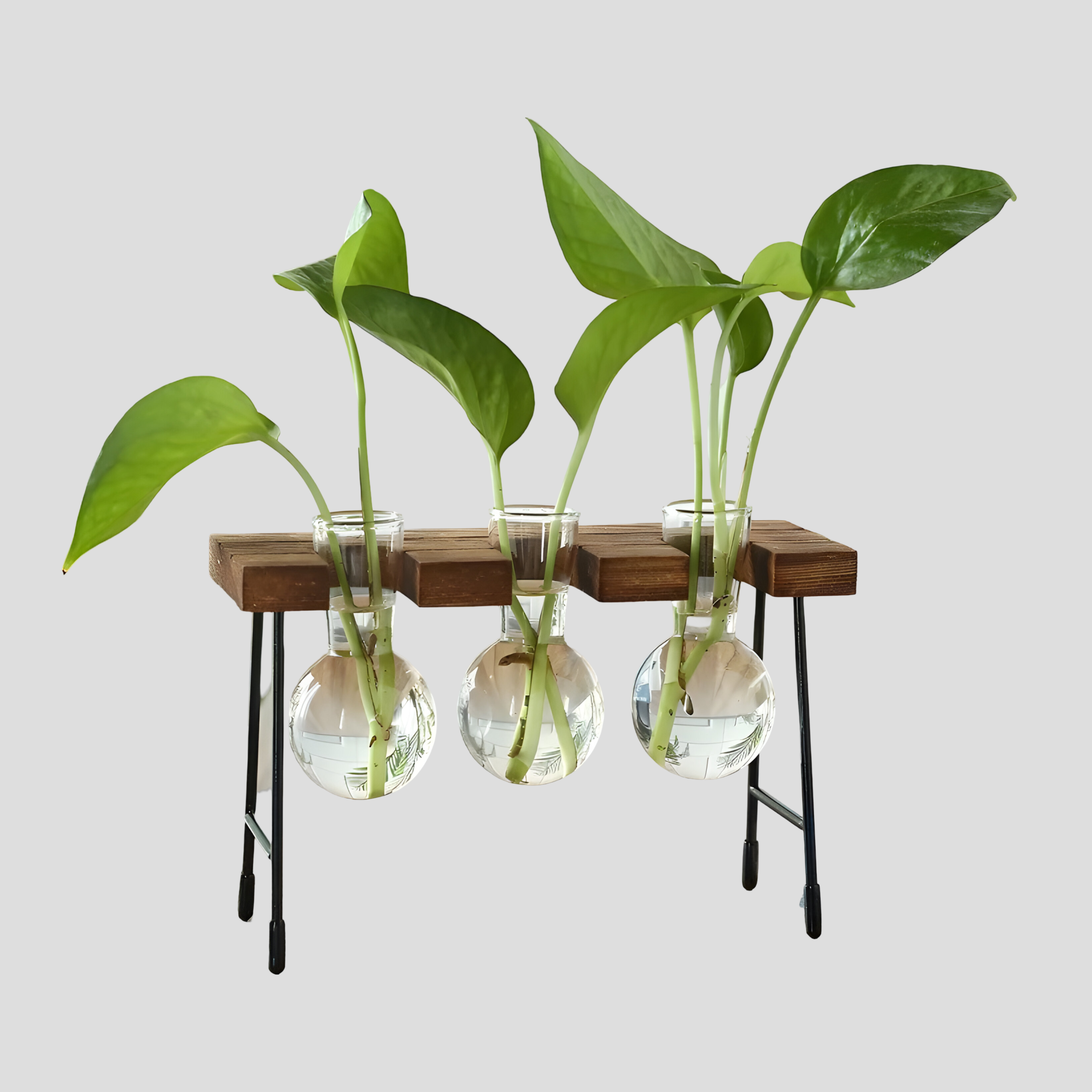 GlassRoot Vas - Träram Hydroponisk Växtbehållare med Glaskula