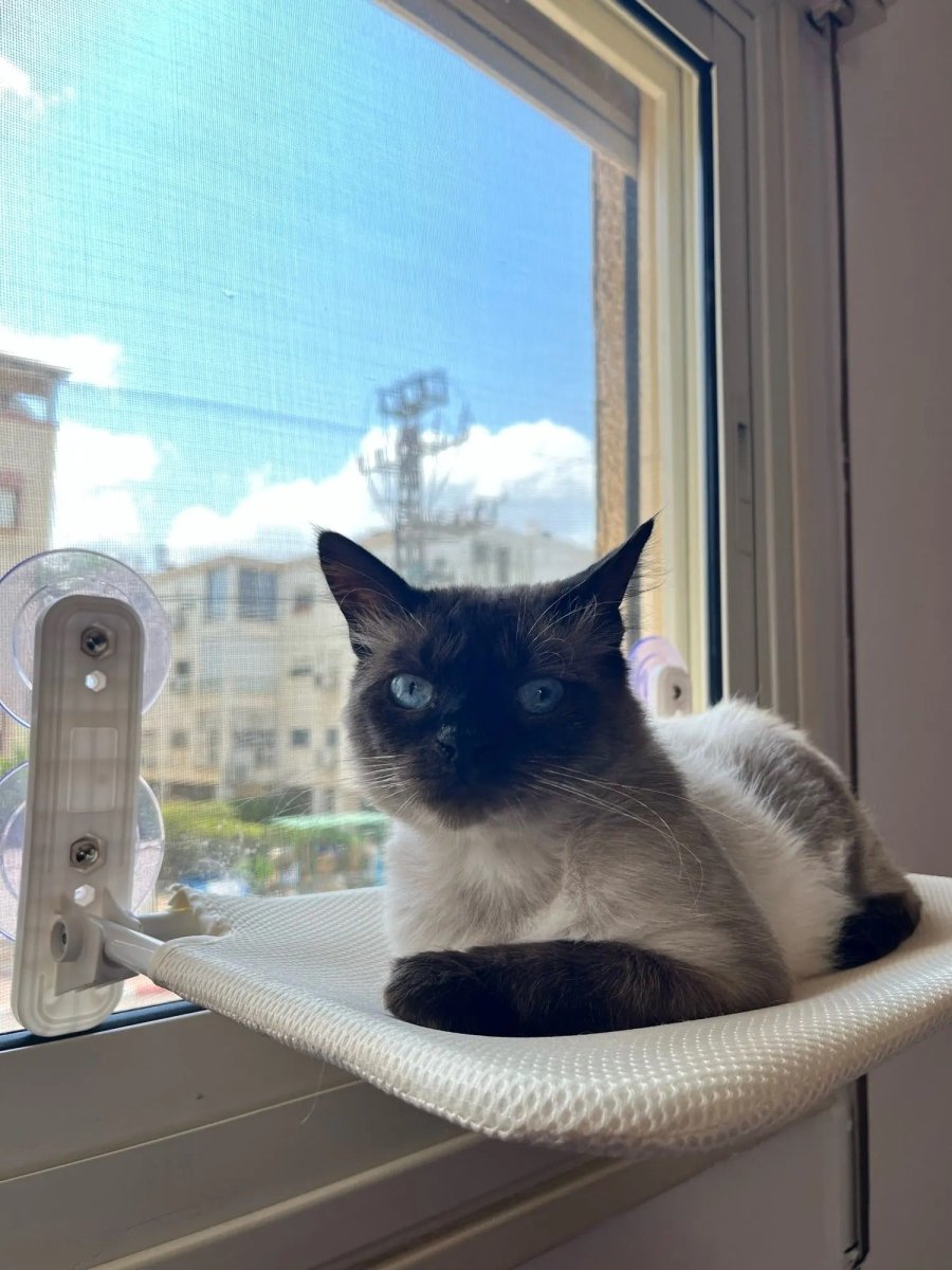 Pawperch – Fällbar katthängmatta med väggvänlig hållare | Borrlös fönsterplats för katter