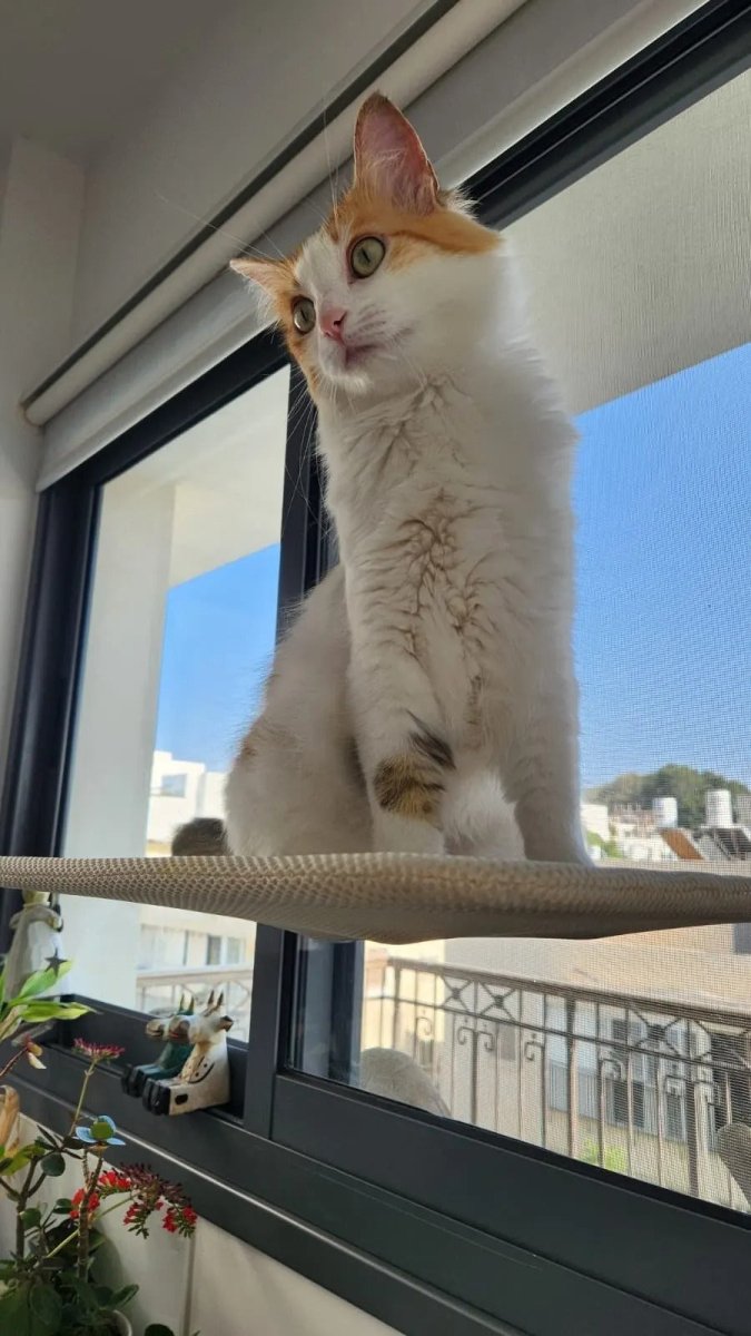 Pawperch – Fällbar katthängmatta med väggvänlig hållare | Borrlös fönsterplats för katter