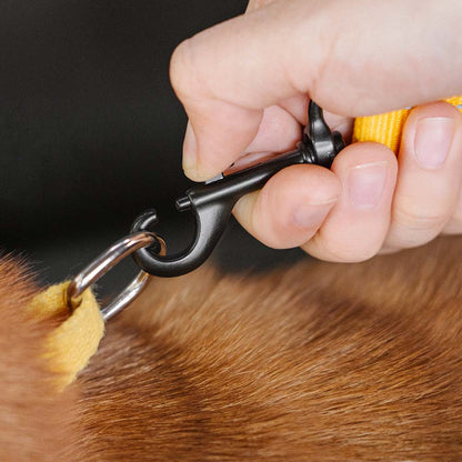 Hundbälte med justerbart säkerhetsband