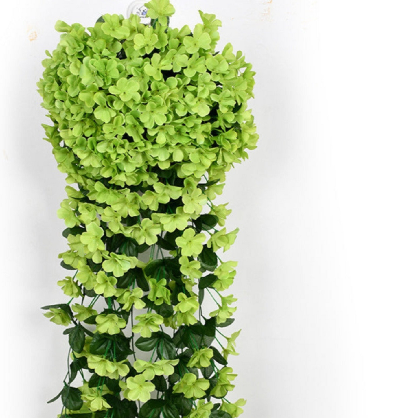 Carvallo – Naturlig elegans, ständigt fräsch [Sista dagen rabatt]