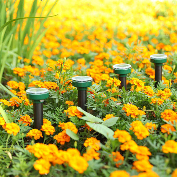 Carvallo | EcoRay – Sluta med skadedjur tack vare solkraft