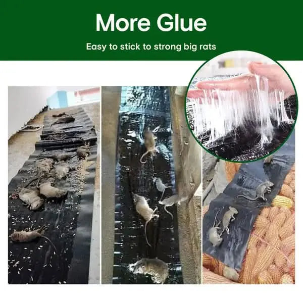 Carvallo – Giftfria klisterfällor mot skadedjur