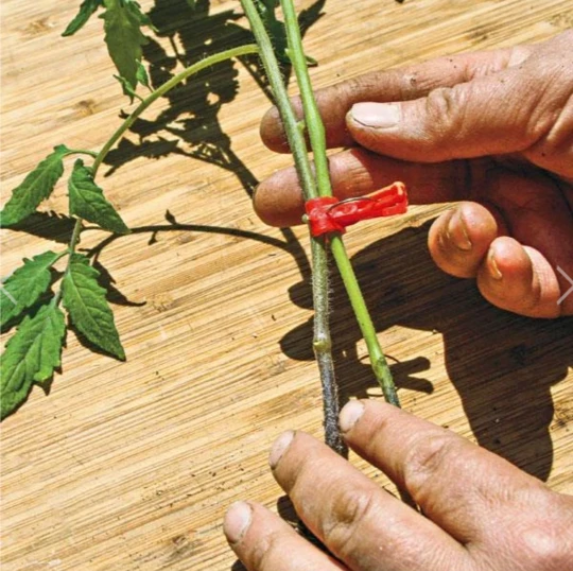 Plastmaterial Förädlingsklipp för trädgårdsväxter - Ideal för grönsaker och växtvård