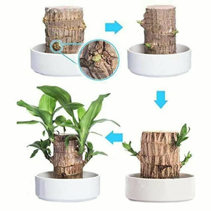 PureAura - naturlig luftrensande växt