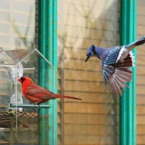 Carvallo Fönster-Fågelhus | Transparent Foderstation med Sugkoppar | Väderbeständig & Stabil | Observation på nära håll