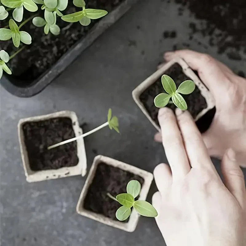 Carvallo Bio-odlingstöppar | 100 stycken | 5,99 cm | Biologiskt nedbrytbara & med dräneringshål | För grönsaker, örter & blommor