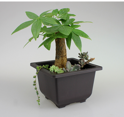 Planter med fat – Rektangulär blomkruka för trädgård och balkong