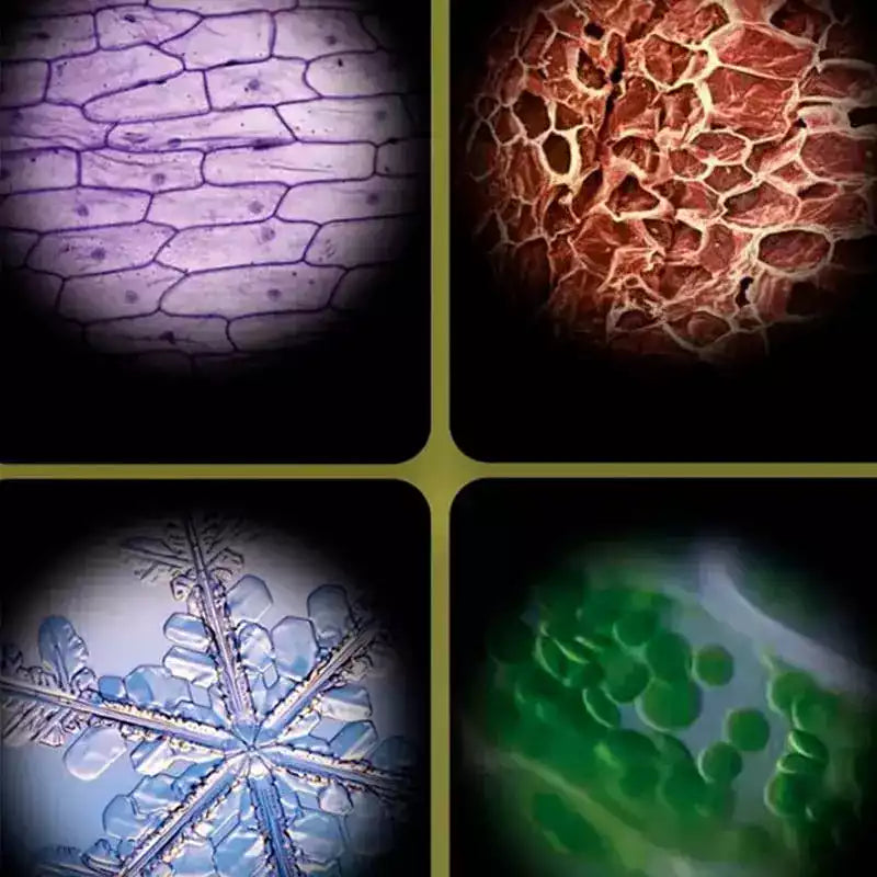 Carvallo – Stora upptäckter i fickformat.