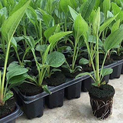 Rektangulär växtskål – såddskål för effektiv groning och tillväxt av plantor