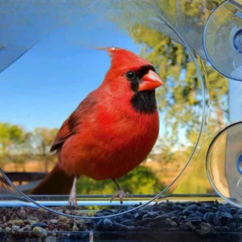 Carvallo Fönster-Fågelhus | Transparent Foderstation med Sugkoppar | Väderbeständig & Stabil | Observation på nära håll