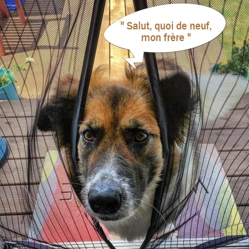 Carvallo – Frisk luft utan insekter