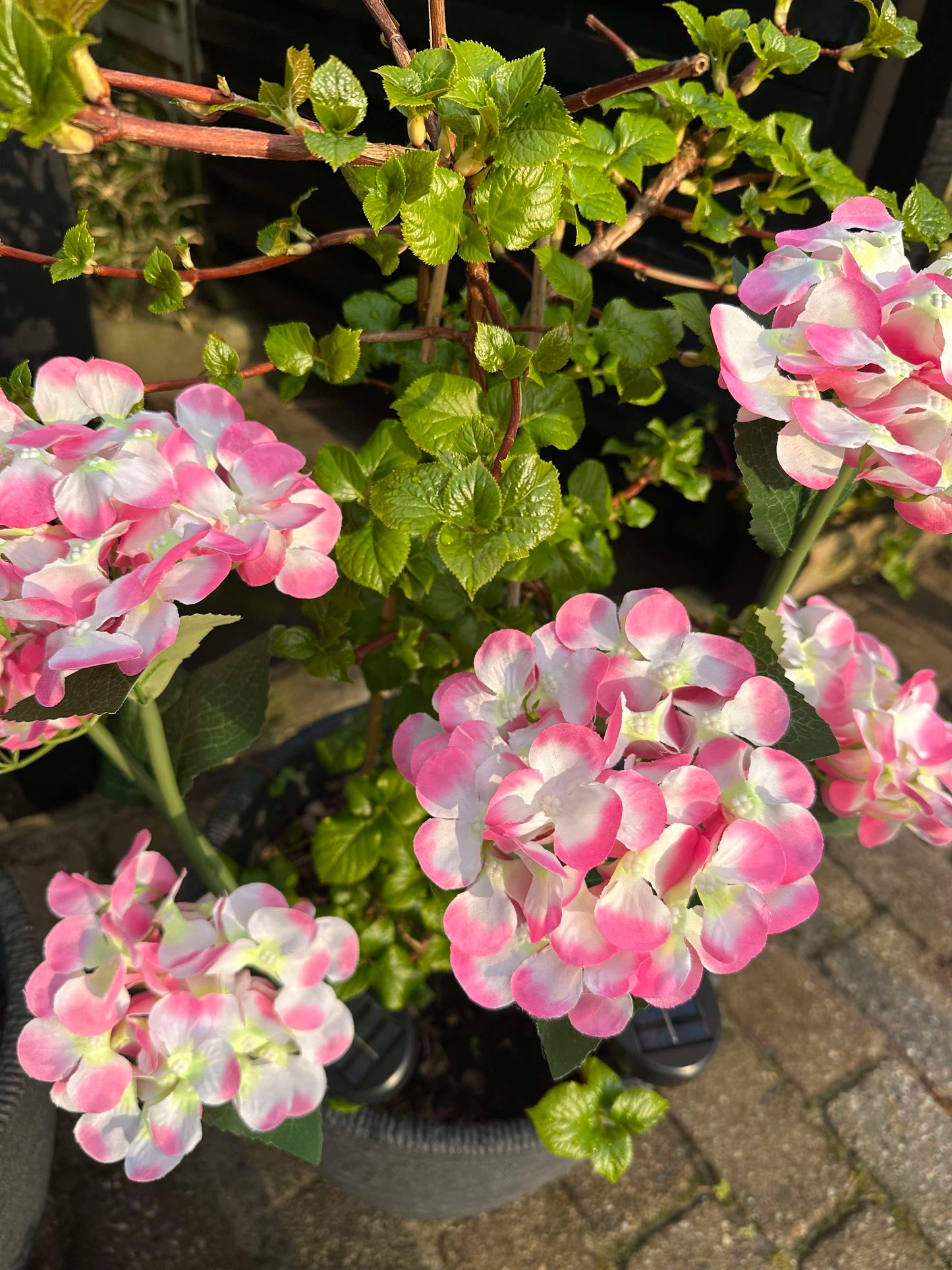 Carvallo – Din trädgård börjar lysa!