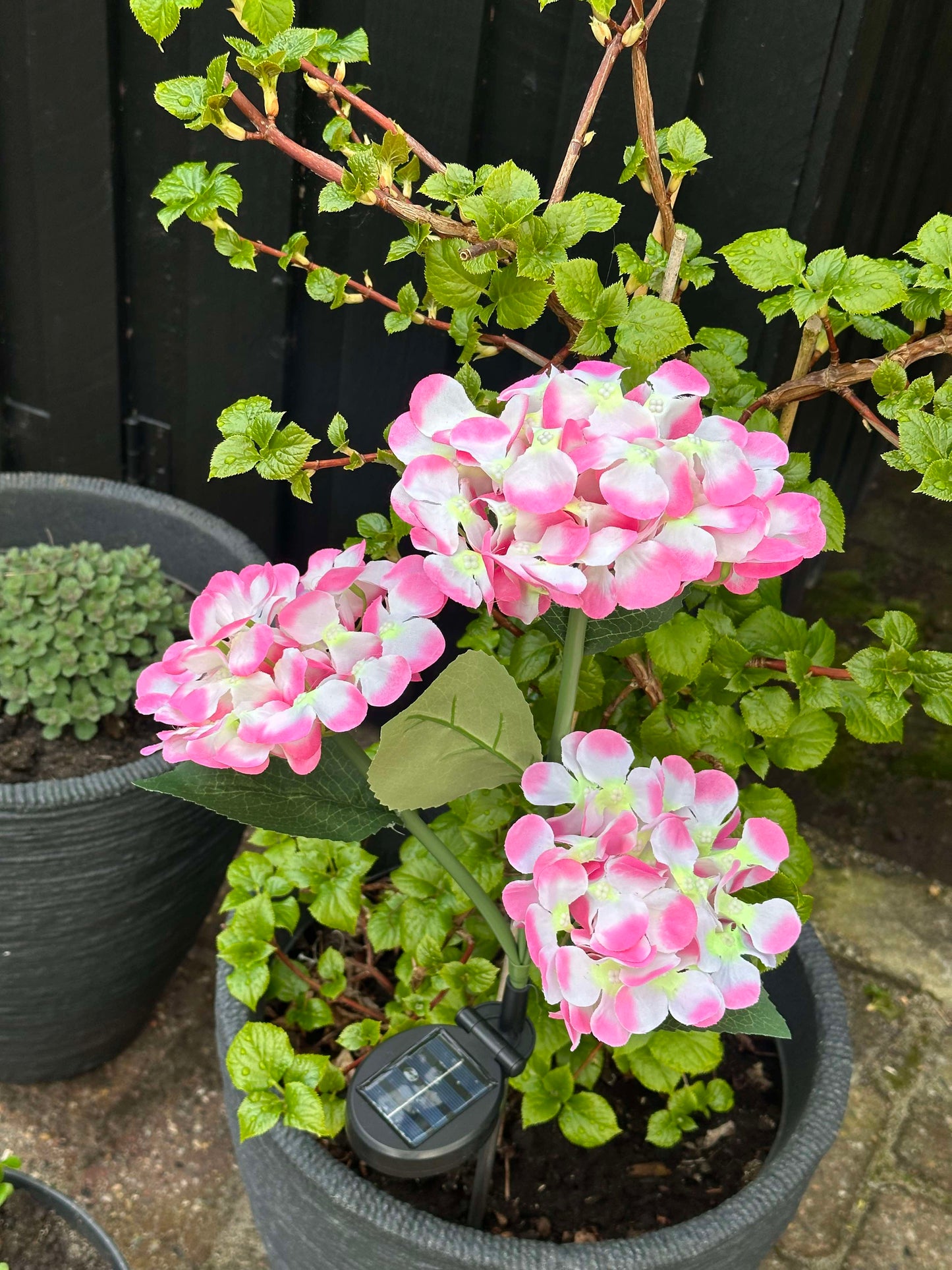 Carvallo – Din trädgård börjar lysa!