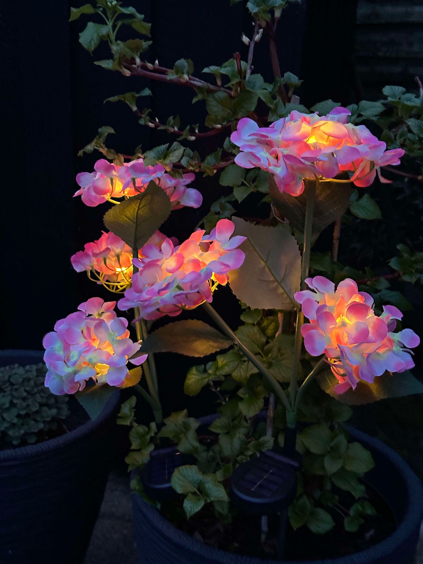 Carvallo – Din trädgård börjar lysa!