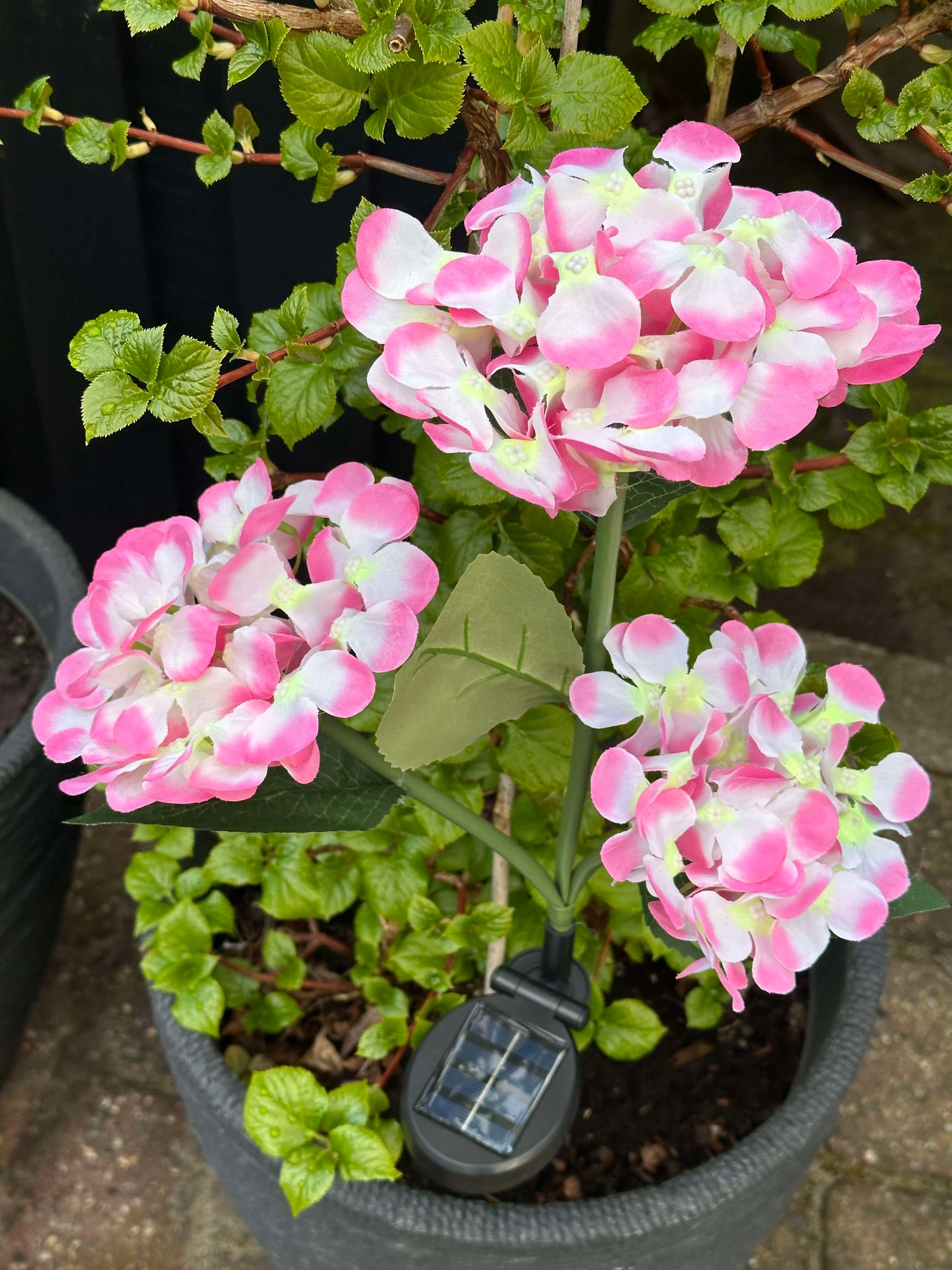 Carvallo – Din trädgård börjar lysa!