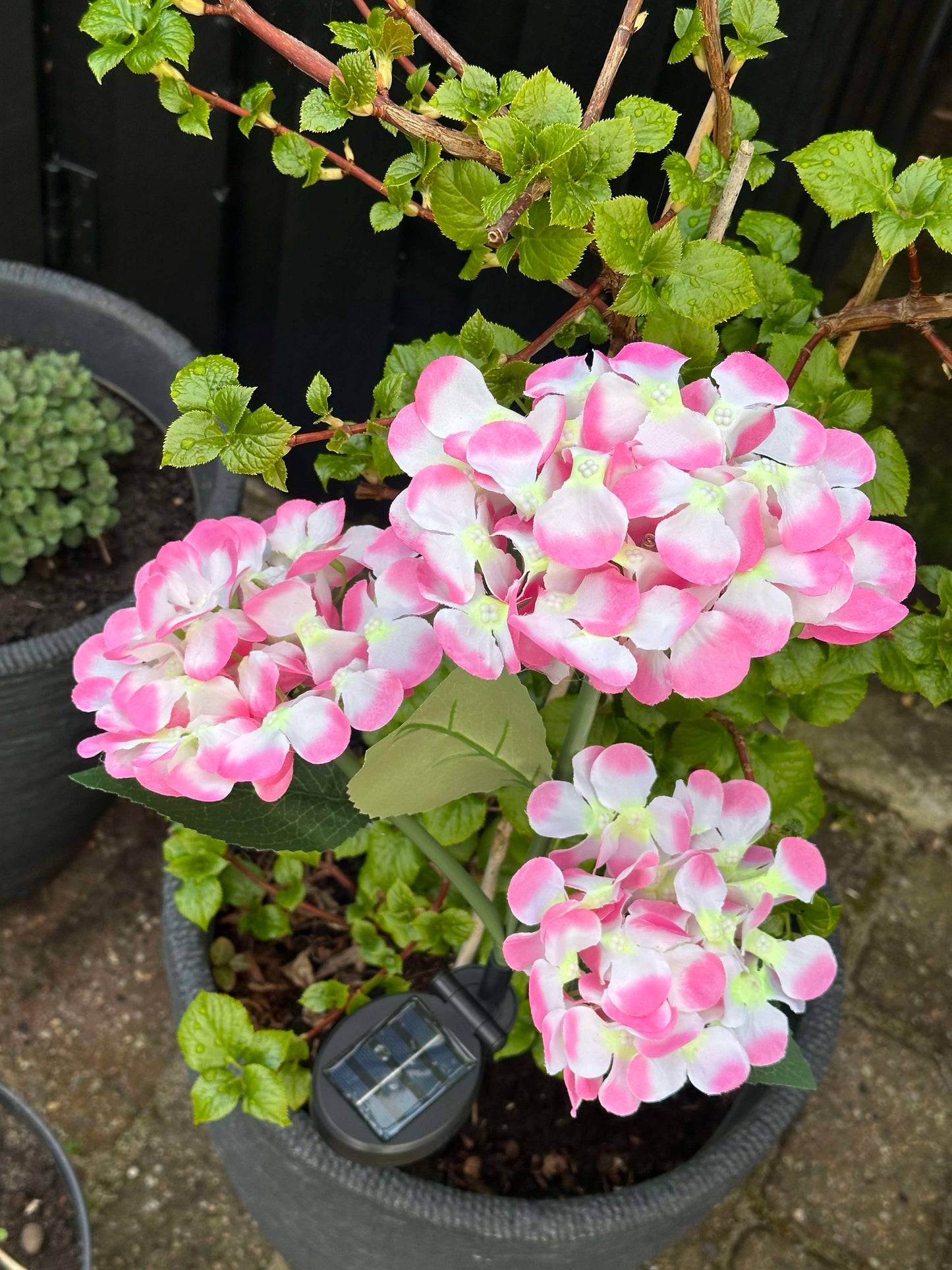 Carvallo – Din trädgård börjar lysa!