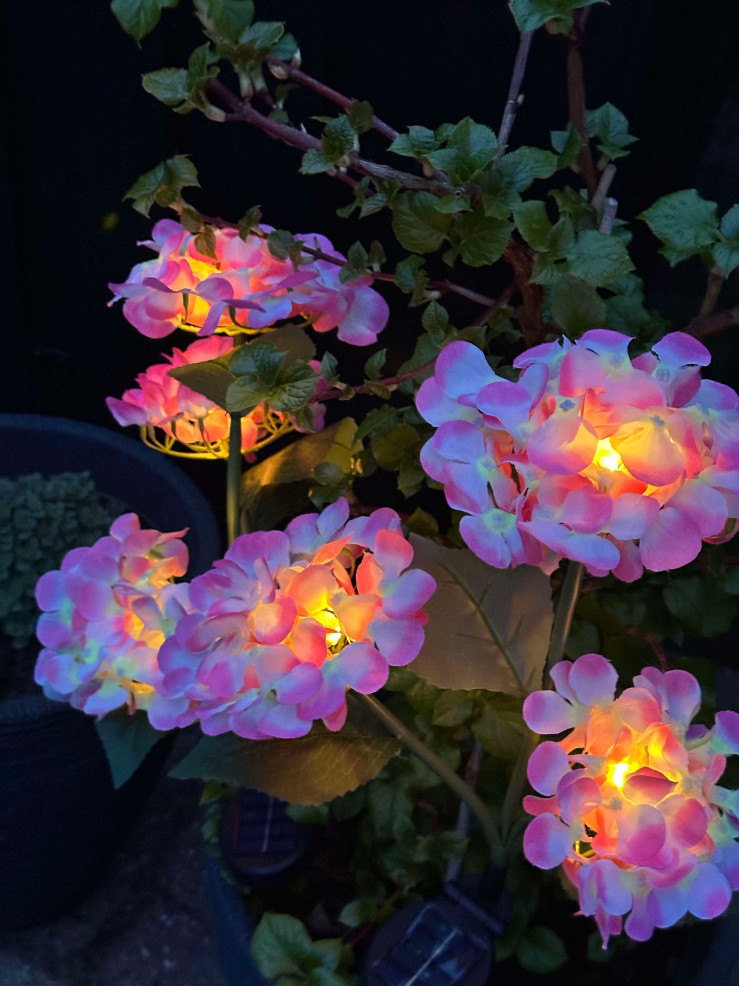 Carvallo – Din trädgård börjar lysa!