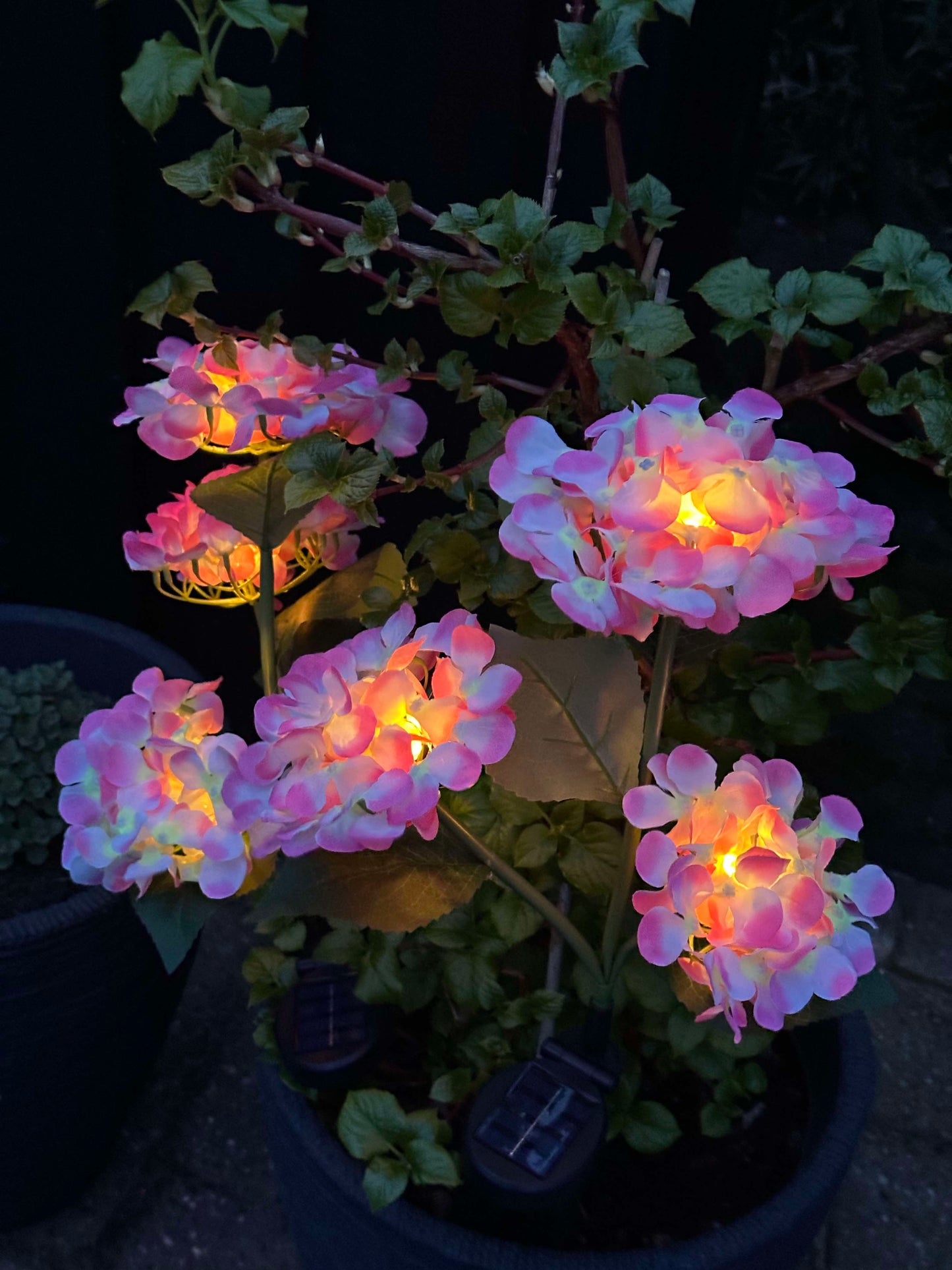 Carvallo – Din trädgård börjar lysa!