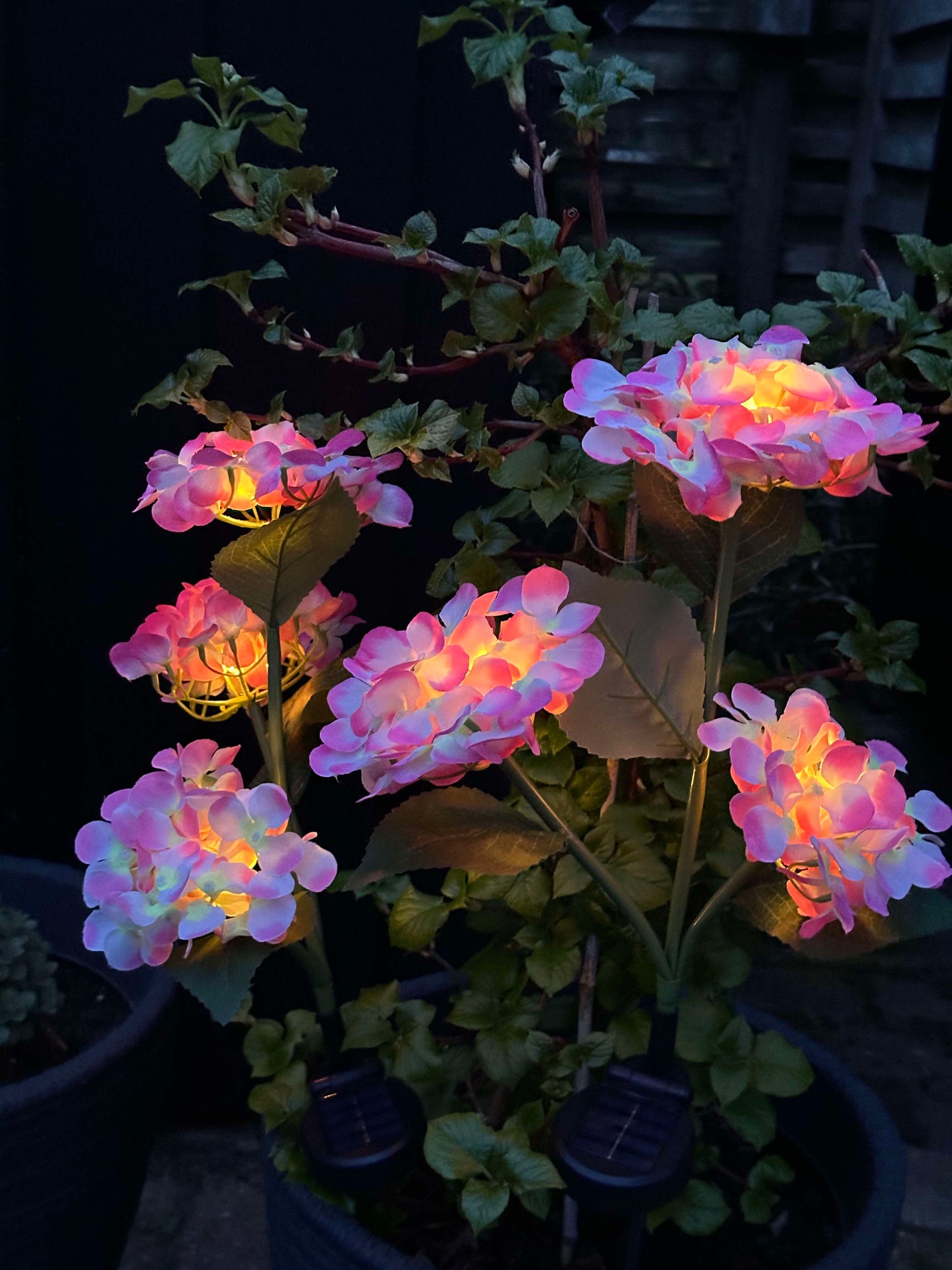 Carvallo – Din trädgård börjar lysa!