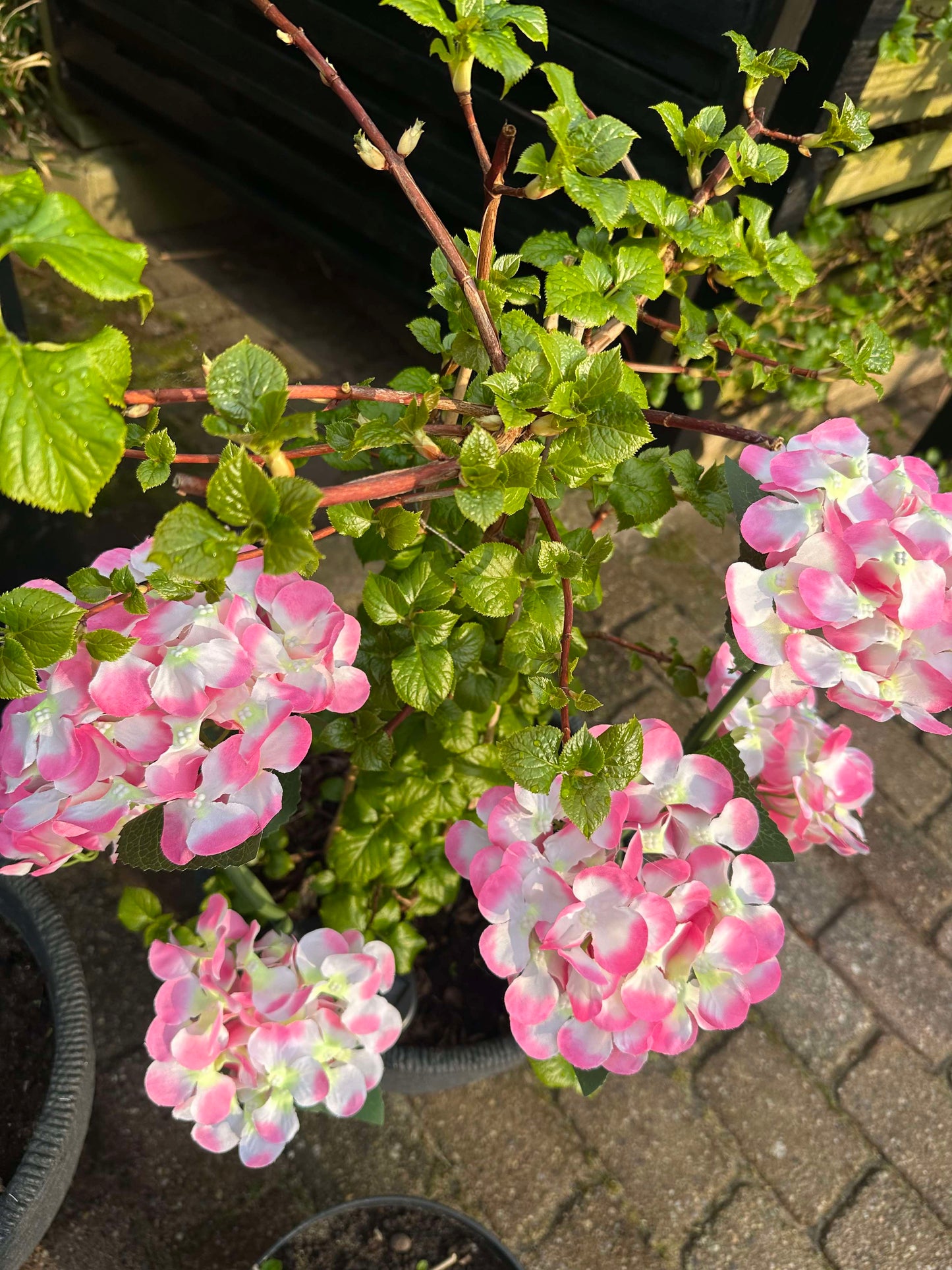 Carvallo – Din trädgård börjar lysa!