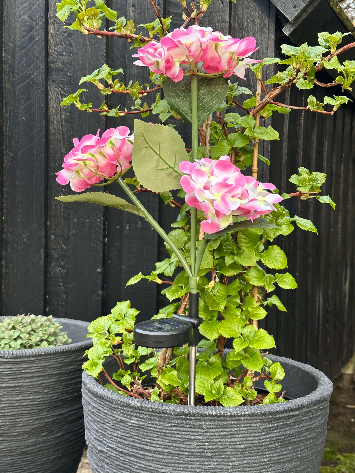 Carvallo – Din trädgård börjar lysa!