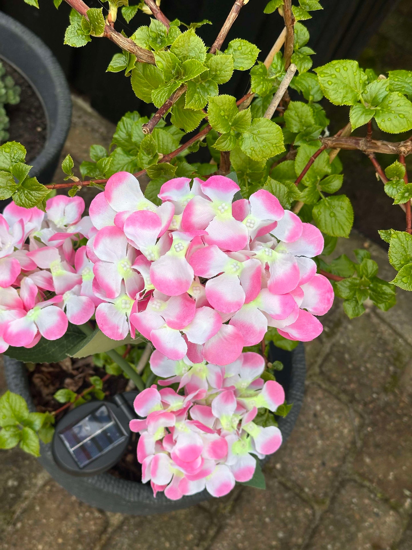 Carvallo – Din trädgård börjar lysa!