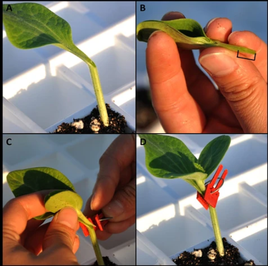 Plastmaterial Förädlingsklipp för trädgårdsväxter - Ideal för grönsaker och växtvård