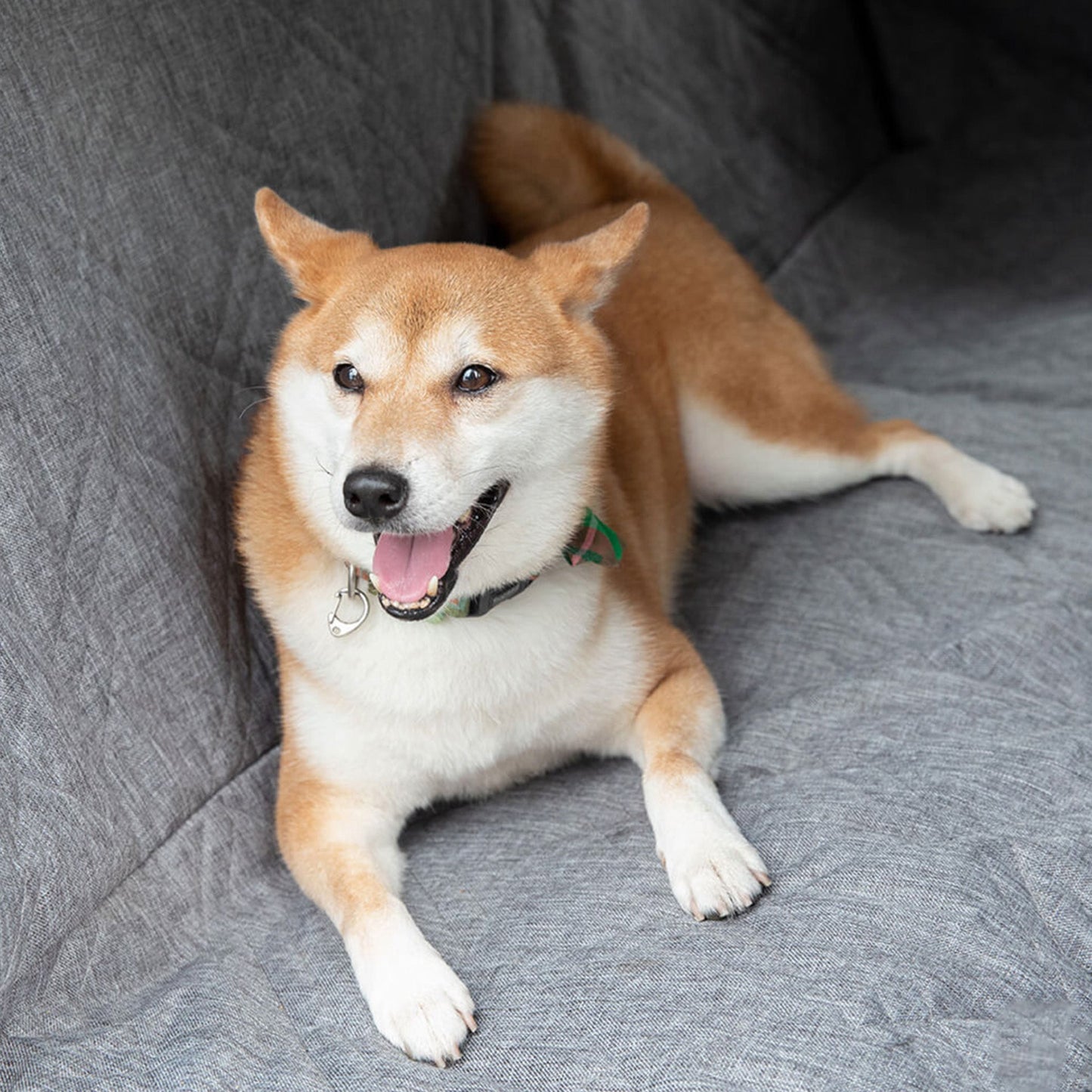 Vattentät Hund Baksäteöverdrag – Hållbart, Rep-resistant och Lätt att Rengöra