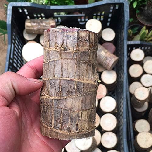 NatureNest - Miniterrarium för frisk luft och positiv energi