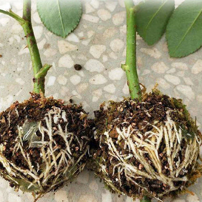 Pestskyddskulor för rötter - skyddskåpor för säker omplantering och tillväxt