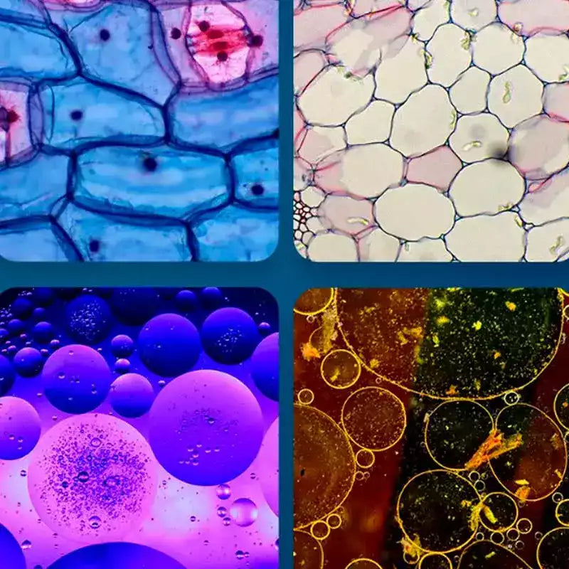 Carvallo – Stora upptäckter i fickformat.