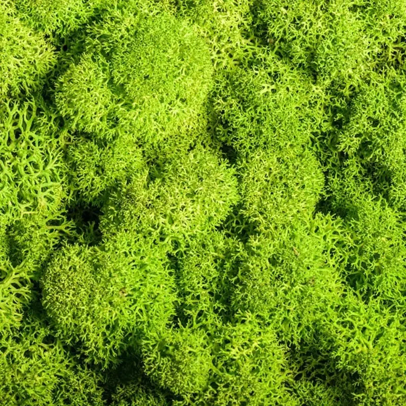 Konstgjord mossa för landskapsdesign – Mossa och blommor för dekoration och floristisk
