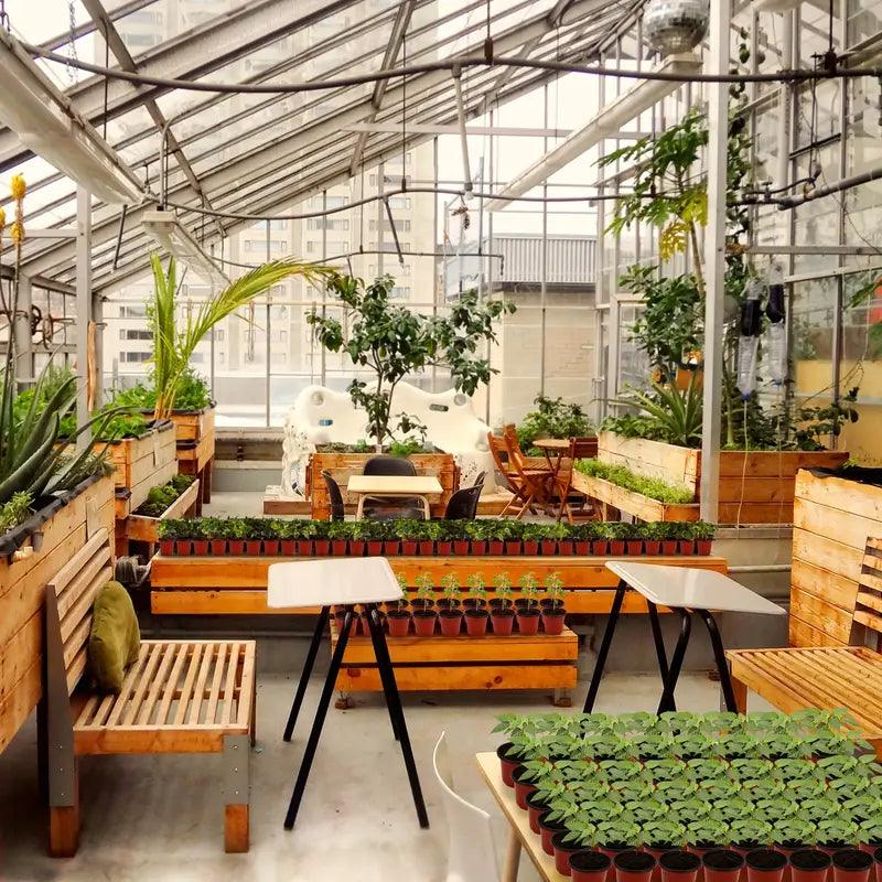 Carvallo Växtkrukor | Transparenta & Robust | För frisk växt- och rotutveckling