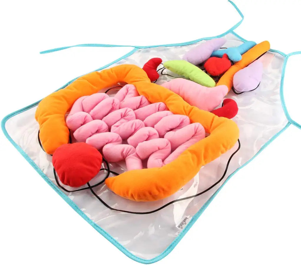 Förkläde – Lär dig om människokroppen genom lek