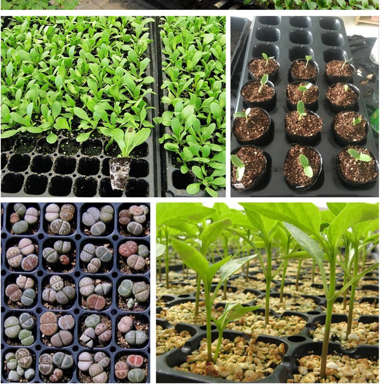 Rektangulär växtskål – såddskål för effektiv groning och tillväxt av plantor