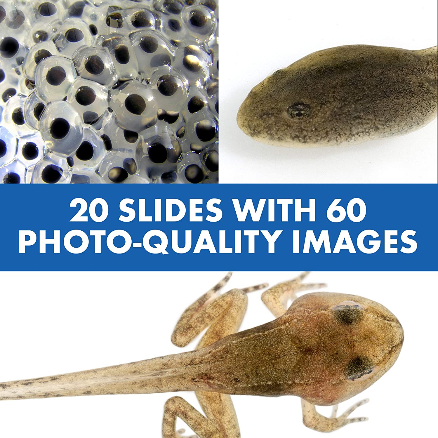 Mikroskop Lek för Barn med Pratande Funktion