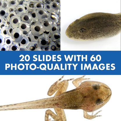 Mikroskop Lek för Barn med Pratande Funktion