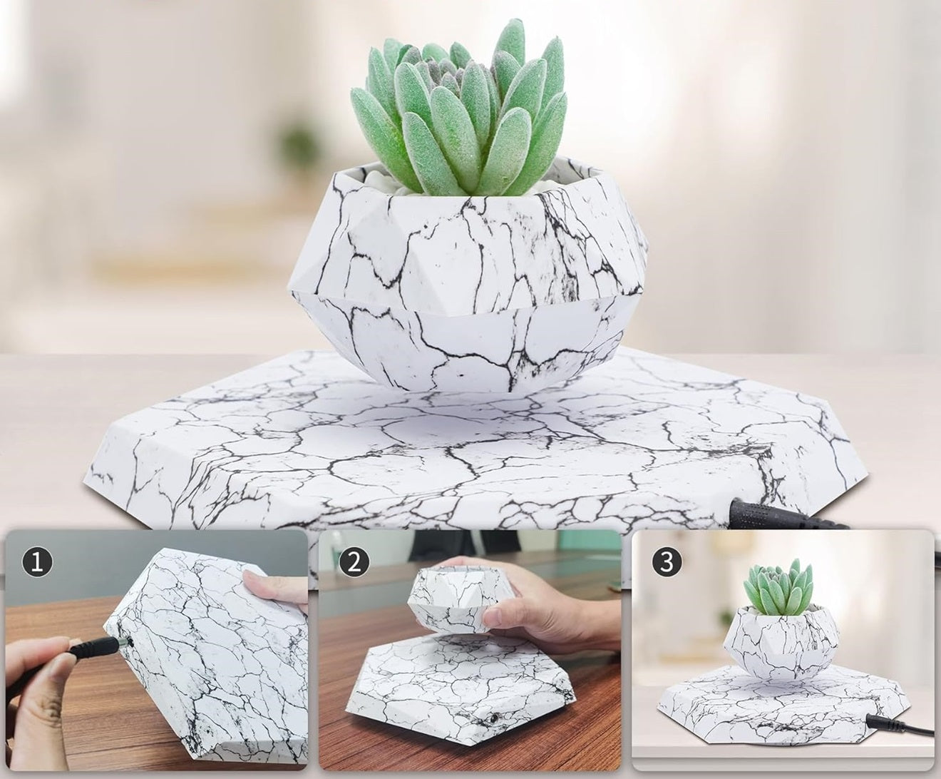 Carvallo – Din växt i svävning!