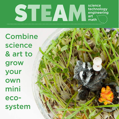 Plantas Växande Kit Färgglad Terrarium Sats