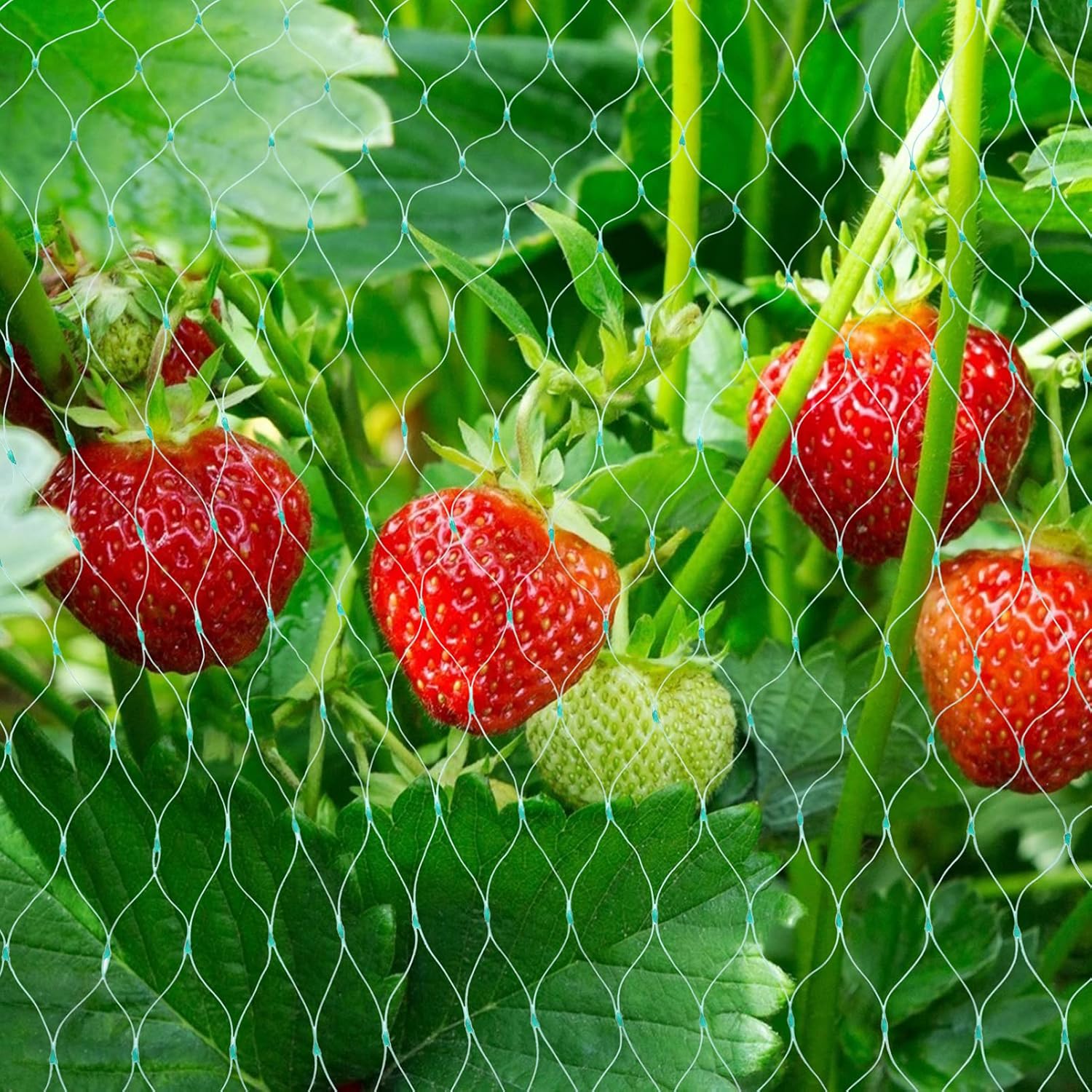 Skyddsnät för trädgårdsväxter – Grönt nät mot skadedjur och djur